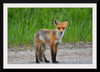 "Fox Standing on a Dirt Road"