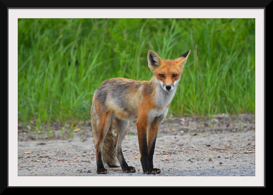 "Fox Standing on a Dirt Road"