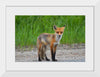 "Fox Standing on a Dirt Road"