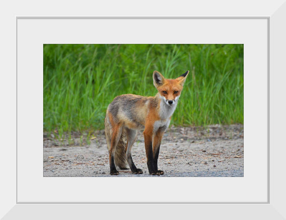 "Fox Standing on a Dirt Road"