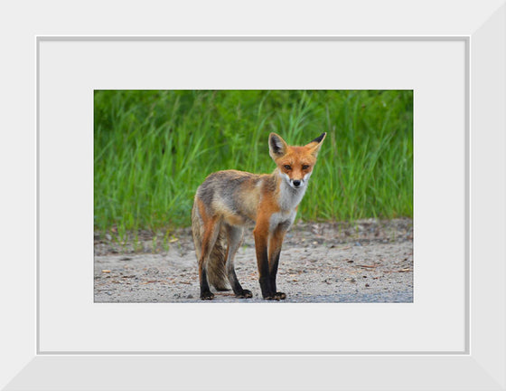 "Fox Standing on a Dirt Road"