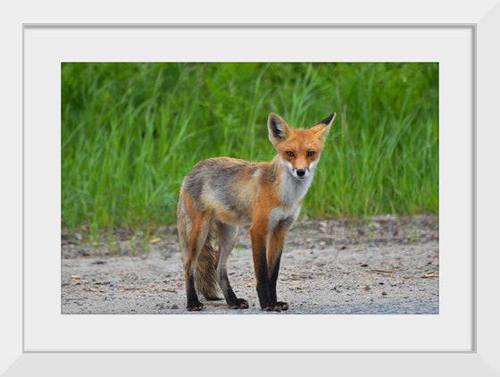 "Fox Standing on a Dirt Road"