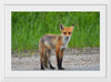 "Fox Standing on a Dirt Road"