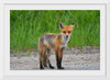 "Fox Standing on a Dirt Road"