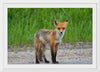 "Fox Standing on a Dirt Road"