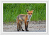 "Fox Standing on a Dirt Road"