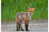 "Fox Standing on a Dirt Road"