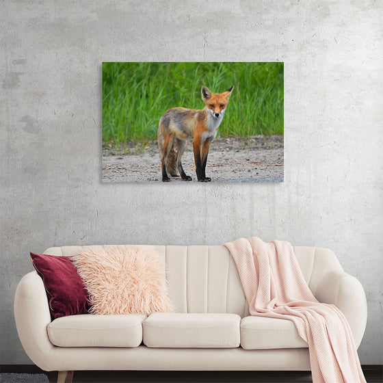 "Fox Standing on a Dirt Road"