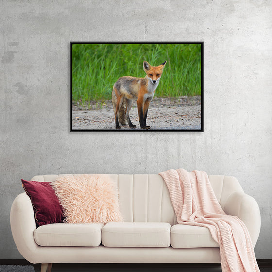 "Fox Standing on a Dirt Road"