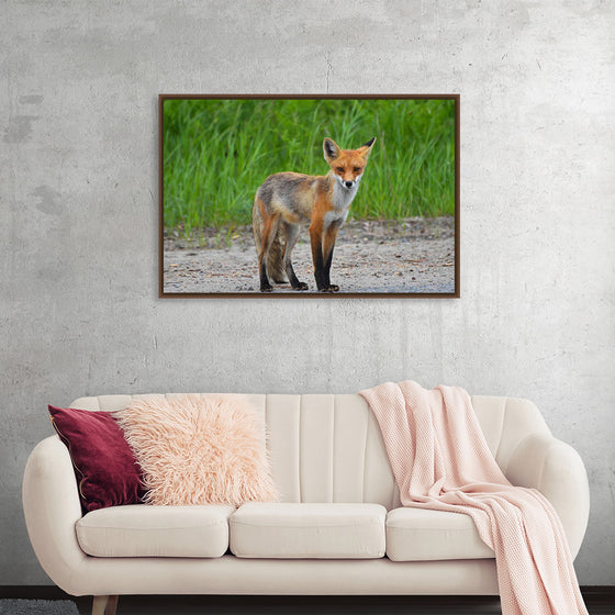 "Fox Standing on a Dirt Road"