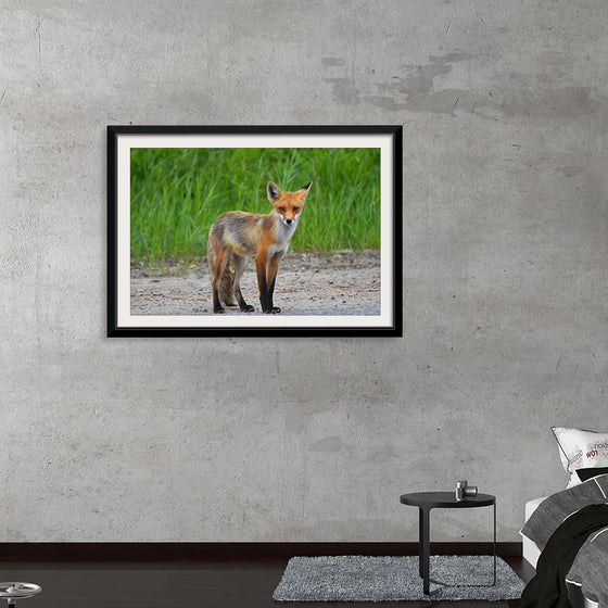 "Fox Standing on a Dirt Road"