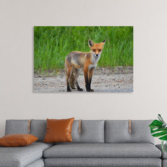 "Fox Standing on a Dirt Road"