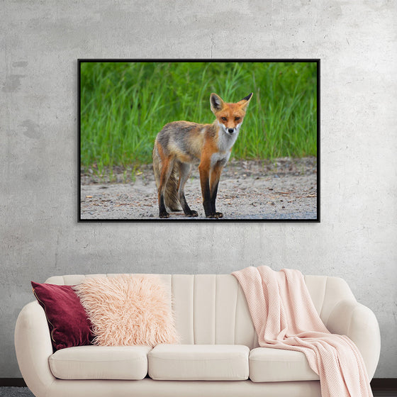 "Fox Standing on a Dirt Road"