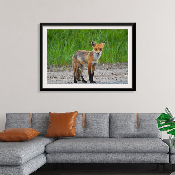 "Fox Standing on a Dirt Road"