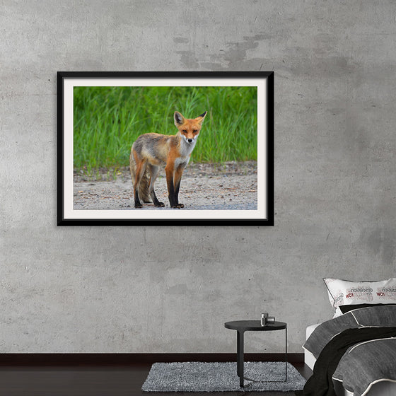 "Fox Standing on a Dirt Road"