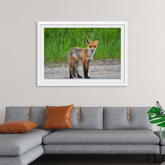 "Fox Standing on a Dirt Road"