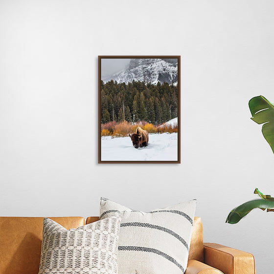 "Bison in Snowy Yellowstone National Park"