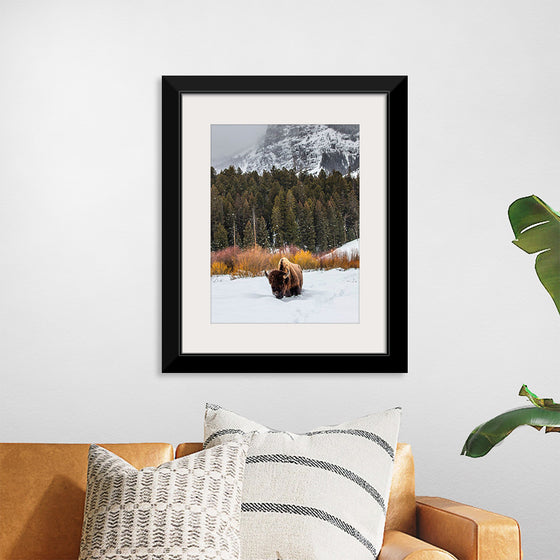 "Bison in Snowy Yellowstone National Park"