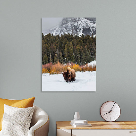 "Bison in Snowy Yellowstone National Park"