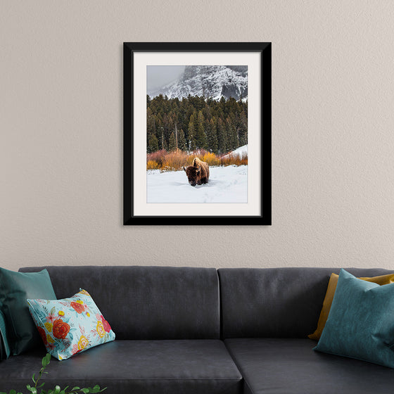 "Bison in Snowy Yellowstone National Park"