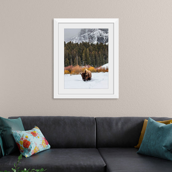 "Bison in Snowy Yellowstone National Park"