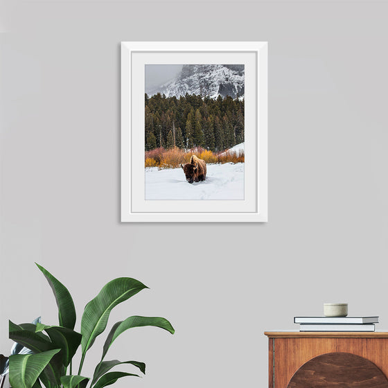 "Bison in Snowy Yellowstone National Park"