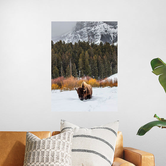 "Bison in Snowy Yellowstone National Park"