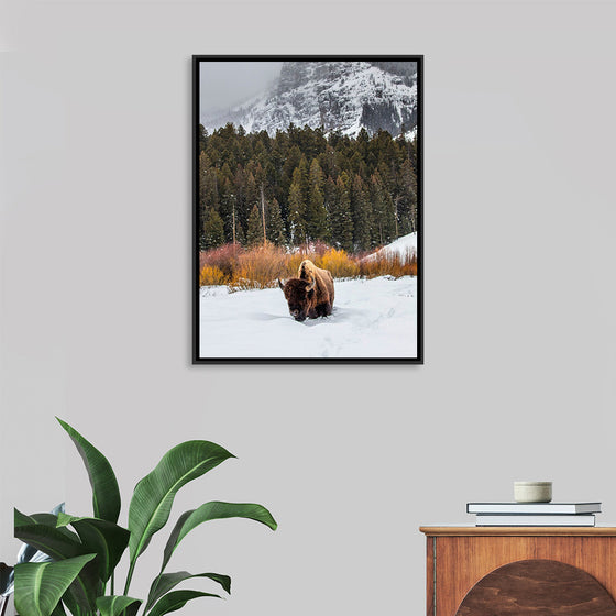 "Bison in Snowy Yellowstone National Park"