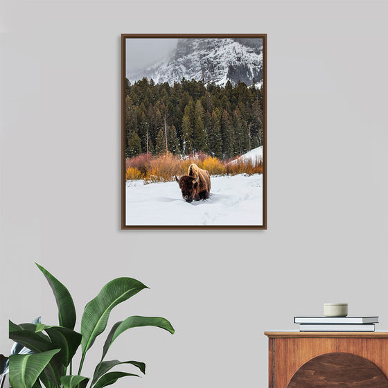 "Bison in Snowy Yellowstone National Park"