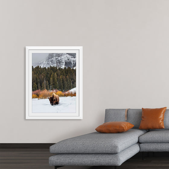 "Bison in Snowy Yellowstone National Park"