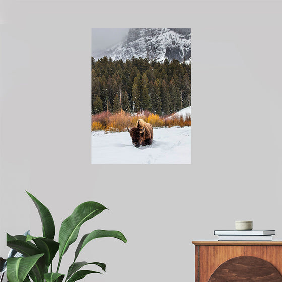 "Bison in Snowy Yellowstone National Park"