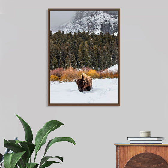 "Bison in Snowy Yellowstone National Park"