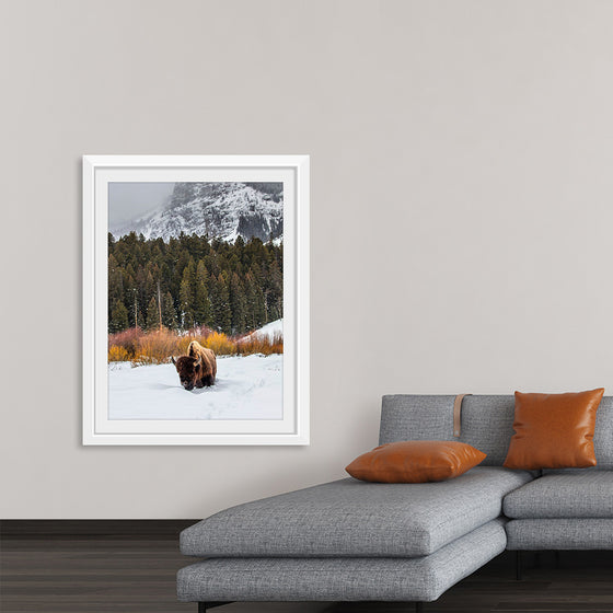 "Bison in Snowy Yellowstone National Park"