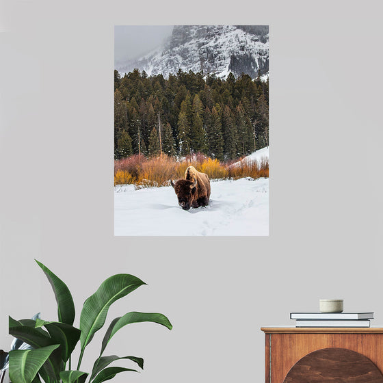 "Bison in Snowy Yellowstone National Park"