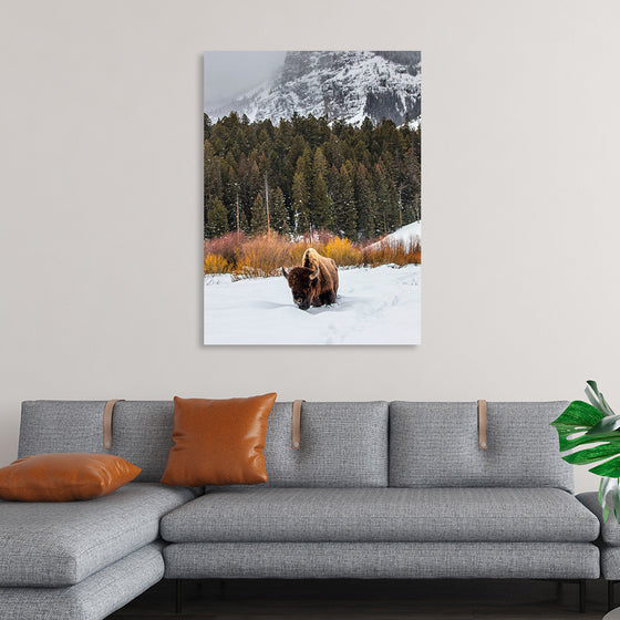 "Bison in Snowy Yellowstone National Park"