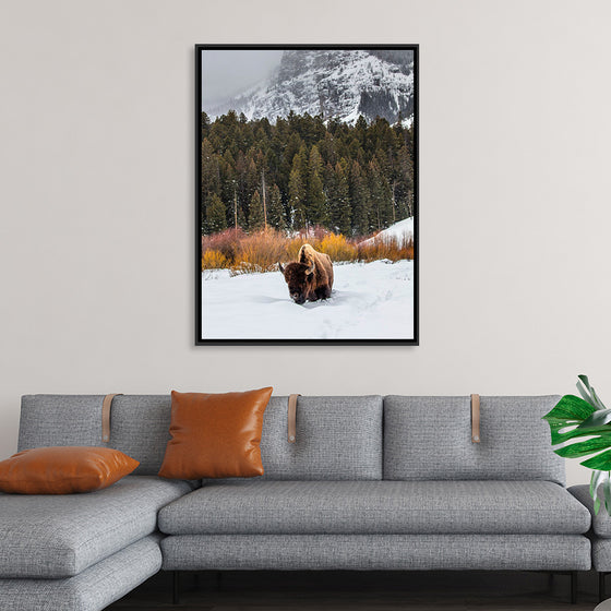 "Bison in Snowy Yellowstone National Park"