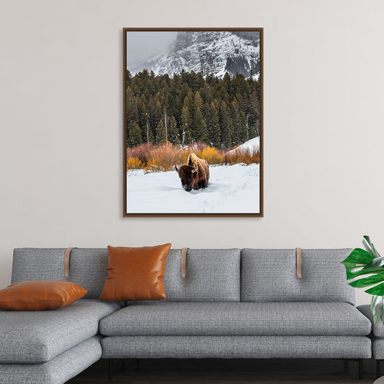 "Bison in Snowy Yellowstone National Park"