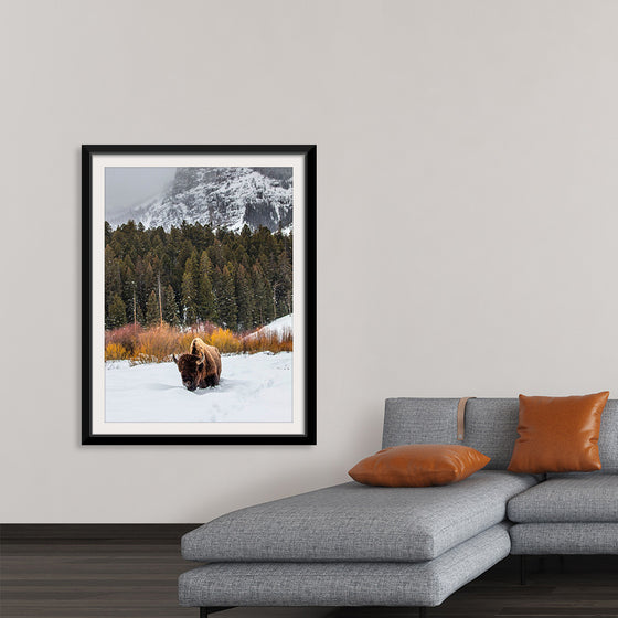 "Bison in Snowy Yellowstone National Park"