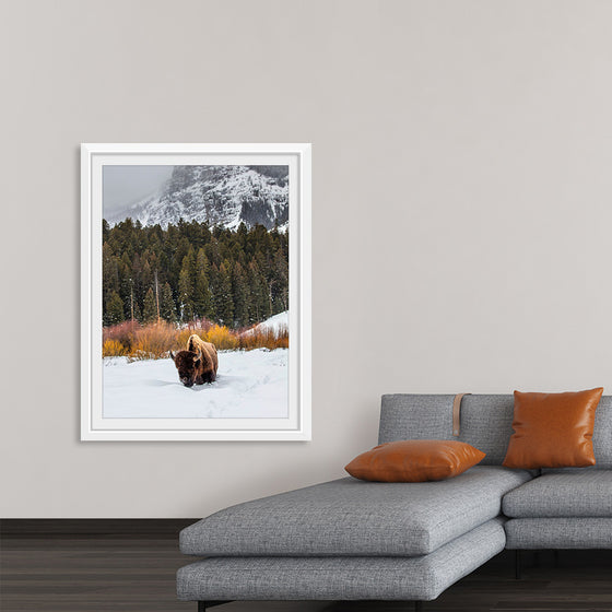 "Bison in Snowy Yellowstone National Park"