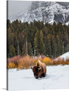 “Bison in Snowy Yellowstone National Park” is a captivating glimpse into the past. This meticulously detailed illustration showcases Washington, D.C., as it stood in the late 19th century. The iconic landmarks—the Washington Monument, the Capitol, and more—are meticulously rendered, while the lush greenery and flowing Potomac River add depth and life. Imagine owning a piece of history—a snapshot of a city on the cusp of change.