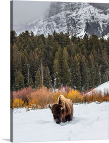  “Bison in Snowy Yellowstone National Park” is a captivating glimpse into the past. This meticulously detailed illustration showcases Washington, D.C., as it stood in the late 19th century. The iconic landmarks—the Washington Monument, the Capitol, and more—are meticulously rendered, while the lush greenery and flowing Potomac River add depth and life. Imagine owning a piece of history—a snapshot of a city on the cusp of change.