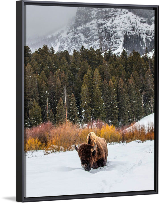 "Bison in Snowy Yellowstone National Park"