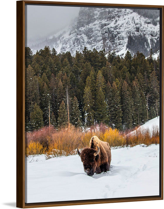 "Bison in Snowy Yellowstone National Park"