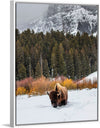 "Bison in Snowy Yellowstone National Park"