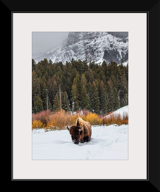 "Bison in Snowy Yellowstone National Park"