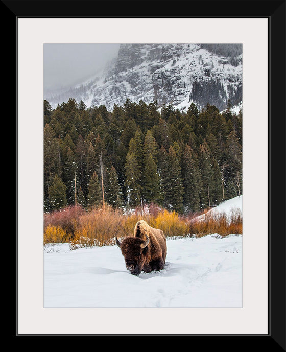 "Bison in Snowy Yellowstone National Park"