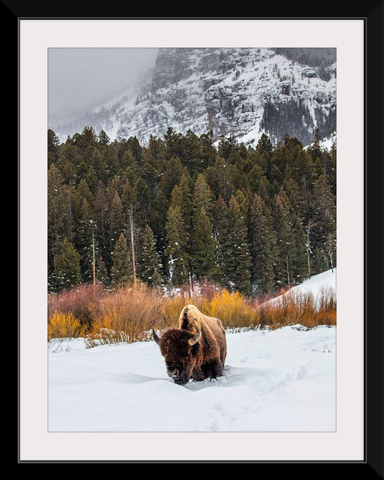 "Bison in Snowy Yellowstone National Park"