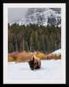 "Bison in Snowy Yellowstone National Park"