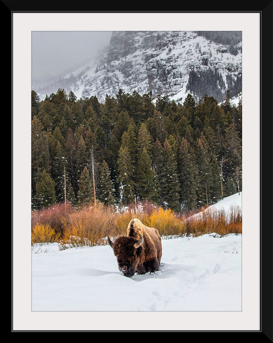 "Bison in Snowy Yellowstone National Park"