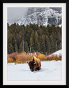 "Bison in Snowy Yellowstone National Park"